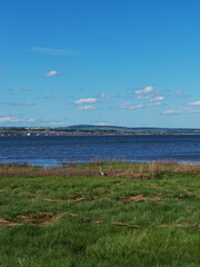 A Grey Heron on the Waters Edge of the Firth of Tay, with Broughty Ferry in the background on a sunny day in May.