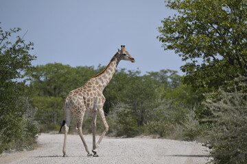 African giraffe walking across savanna — animal of Africa
