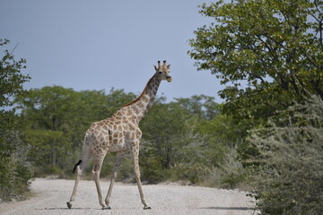 African giraffe walking across savanna — animal of Africa
