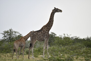 African giraffe walking across savanna — animal of Africa
