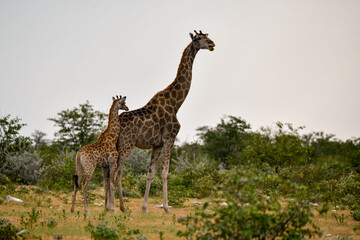 African giraffe walking across savanna — animal of Africa
