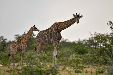 African giraffe walking across savanna — animal of Africa
