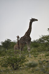 African giraffe walking across savanna — animal of Africa
