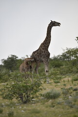African giraffe walking across savanna — animal of Africa
