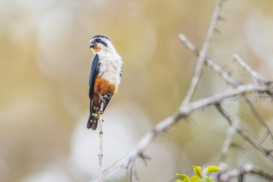 Collared Falconet, a little falcons on the dry branches.