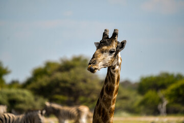 African giraffe walking across savanna — animal of Africa
