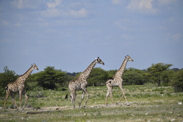 African giraffe walking across savanna — animal of Africa

