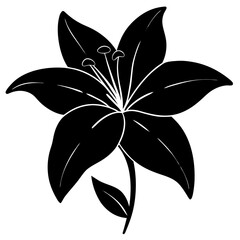 Lily silhouette isolated on white background