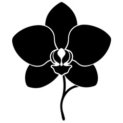 Orchid silhouette isolated on white background