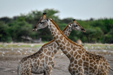 African giraffe drinking with splayed legs — animal of Africa

