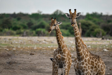 African giraffe drinking with splayed legs — animal of Africa
