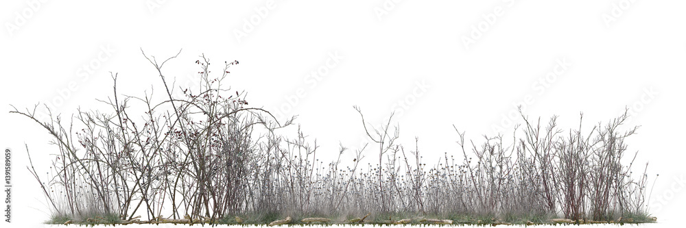 Poster various types of wild flowers, dried tree and dried grass field in nature, tropical forest isolated 