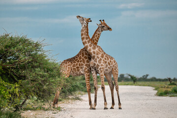 Male giraffes necking in contest — animal of Africa
