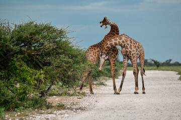 Male giraffes necking in contest — animal of Africa

