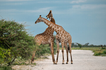 Male giraffes necking in contest — animal of Africa
