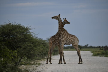Gentle giraffe with calf in the savannah, animal of Africa
