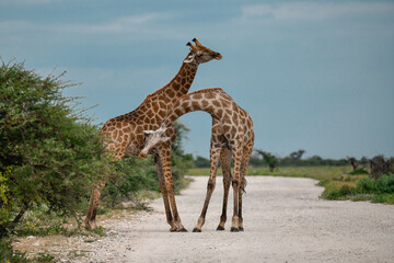 Male giraffes necking in contest — animal of Africa
