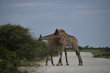 Gentle giraffe with calf in the savannah, animal of Africa
