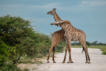 Male giraffes necking in contest — animal of Africa
