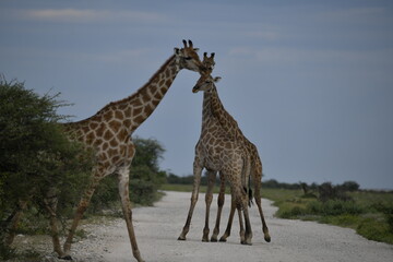 Gentle giraffe with calf in the savannah, animal of Africa
