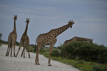 Gentle giraffe with calf in the savannah, animal of Africa
