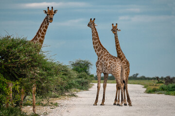 Gentle giraffe with calf in the savannah, animal of Africa
