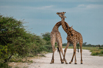 Gentle giraffe with calf in the savannah, animal of Africa
