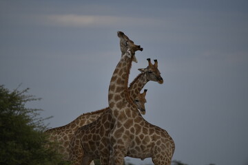 Gentle giraffe with calf in the savannah, animal of Africa
