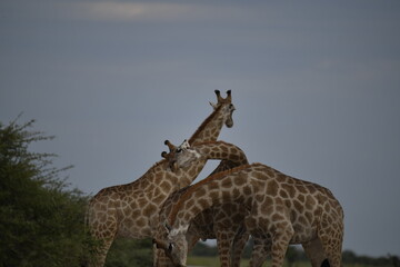 Gentle giraffe with calf in the savannah, animal of Africa
