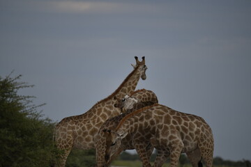 Gentle giraffe with calf in the savannah, animal of Africa
