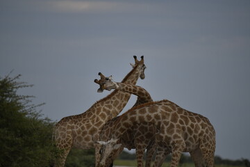 Gentle giraffe with calf in the savannah, animal of Africa
