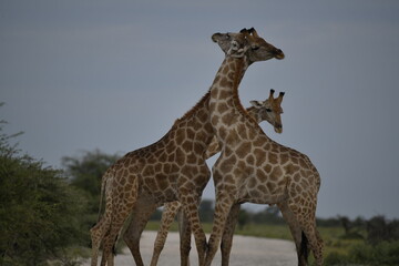 Fototapeta premium Gentle giraffe with calf in the savannah, animal of Africa 