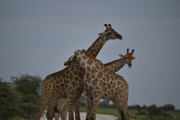 Gentle giraffe with calf in the savannah, animal of Africa
