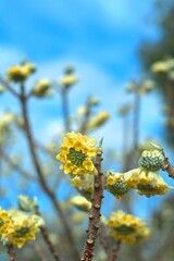Yellow flowers of Chrysanthemum Edgeworthii, also known as Japanese Paper Bush or Worthingtonia.
