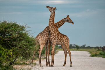 Male giraffes necking in contest — animal of Africa
