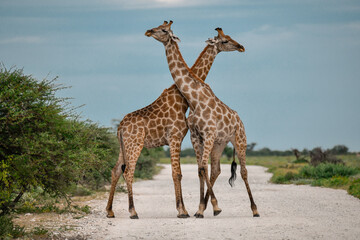 Male giraffes necking in contest — animal of Africa
