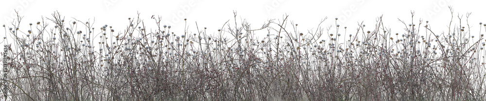 Poster various types of wild flowers, dried tree and dried grass field in nature, tropical forest isolated 