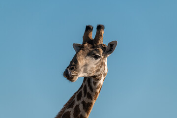 Gentle giraffe with calf in the savannah, animal of Africa
