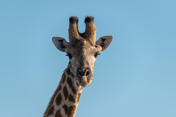 Gentle giraffe with calf in the savannah, animal of Africa
