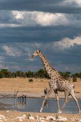 Gentle giraffe with calf in the savannah, animal of Africa
