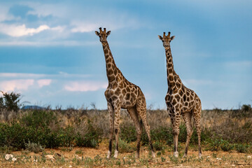Gentle giraffe with calf in the savannah, animal of Africa
