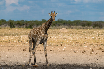 Gentle giraffe with calf in the savannah, animal of Africa
