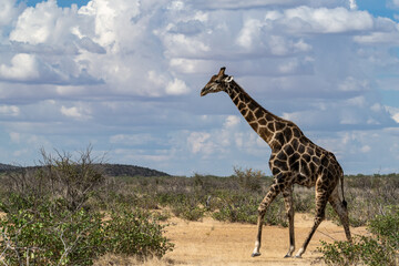 Obraz premium Gentle giraffe with calf in the savannah, animal of Africa 