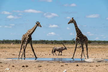 Gentle giraffe with calf in the savannah, animal of Africa
