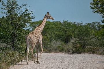 Gentle giraffe with calf in the savannah, animal of Africa
