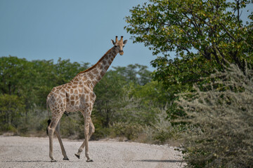 Gentle giraffe with calf in the savannah, animal of Africa
