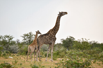 Gentle giraffe with calf in the savannah, animal of Africa
