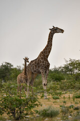 Gentle giraffe with calf in the savannah, animal of Africa
