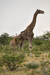 Gentle giraffe with calf in the savannah, animal of Africa
