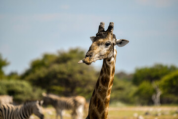 Gentle giraffe with calf in the savannah, animal of Africa
